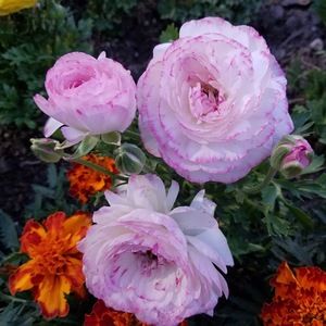 Meet your Posher, Katherine